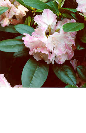 Botani04.tif (400224 Byte)
