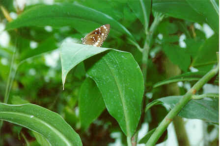 Botani06.tif (400716 Byte)