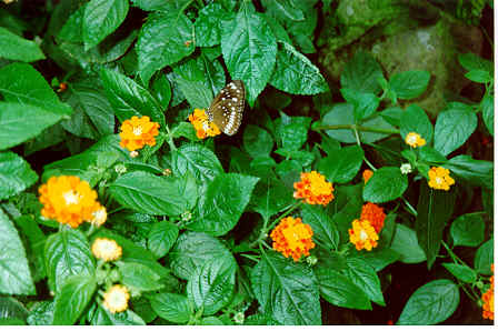 Botani07.tif (400716 Byte)