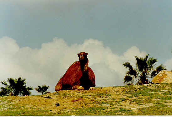 Tiere