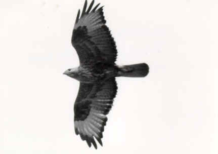 Adlerbussard