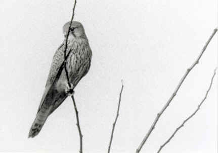 Turmfalke